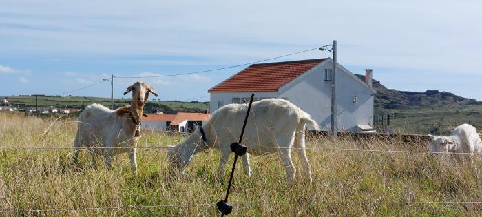 Group of domestic goats (Santa Maria Island) / © Patrícia Madeira