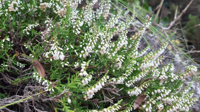 &copy; Rui Bento Elias