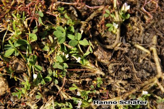 Root; leaves; inflorescence / © Hanno Schaefer