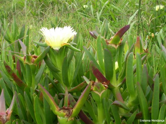 Caule; folhas; flor / © Enésima Mendonça