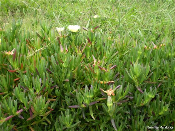 Folhas; flor / © Enésima Mendonça