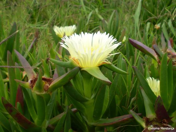 Caule; folhas; flor / © Enésima Mendonça