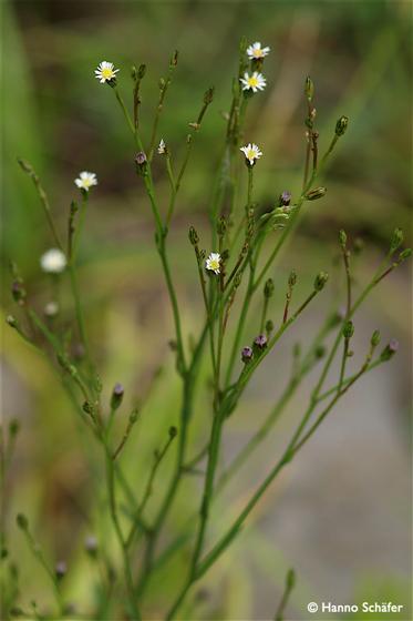 Stem; inflorescence / © Hanno Schaefer