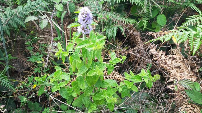 &copy; Rui Bento Elias