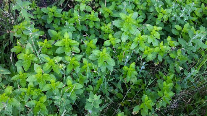 &copy; Rui Bento Elias