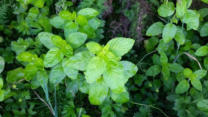 &copy; Rui Bento Elias