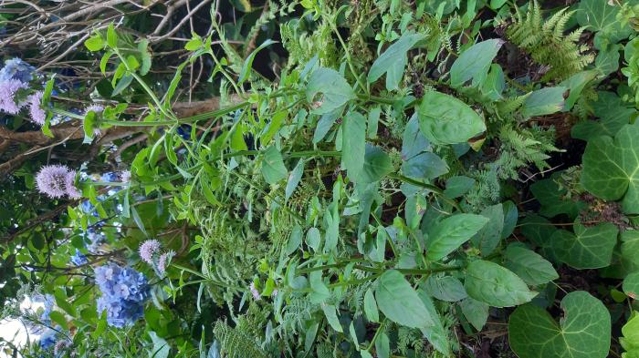 &copy; Rui Bento Elias