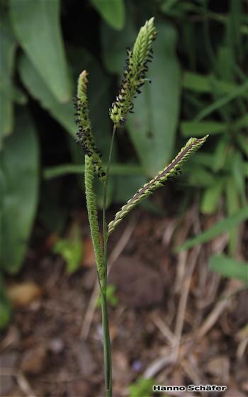 Paspalum dilatatum Poir.