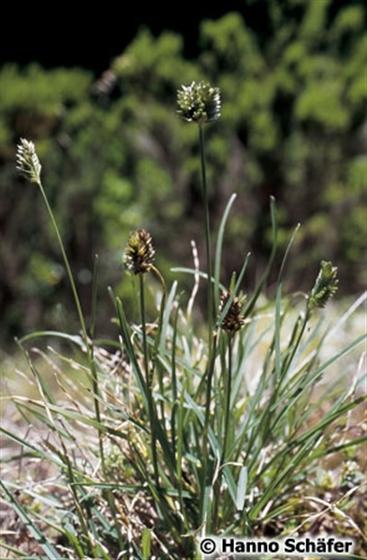 Eleusine tristachya (Lam.) Lam.