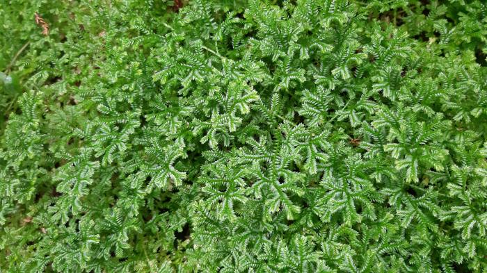 &copy; Rui Bento Elias