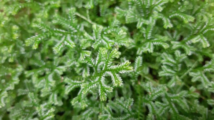 &copy; Rui Bento Elias