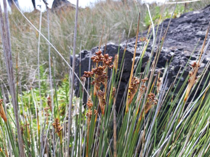 &copy; Rui Bento Elias