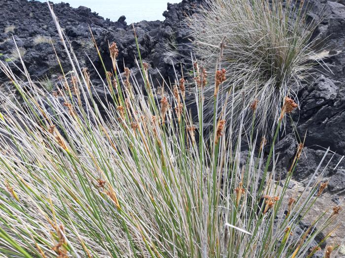 &copy; Rui Bento Elias