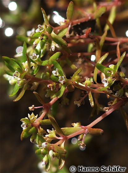 Tallo; hojas; inflorescencia / © Hanno Schaefer