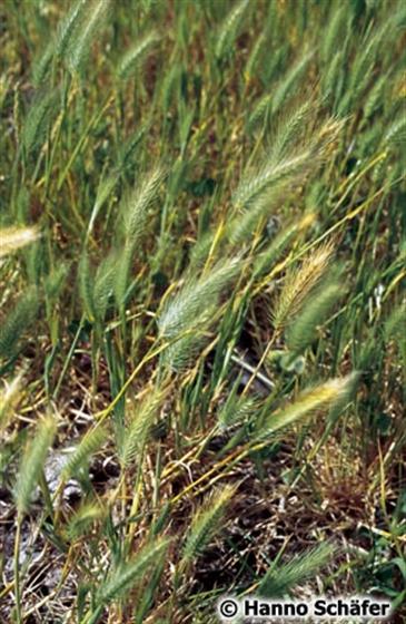Hordeum marinum Huds.