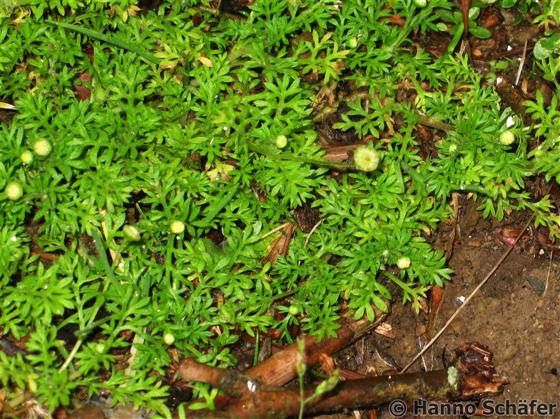 Cotula australis Hook.f.