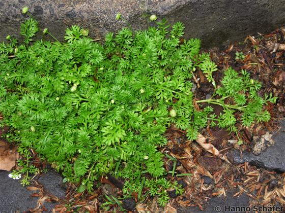 Cotula australis Hook.f.