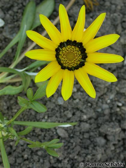 Gazania rigens (L.) Gaertn.