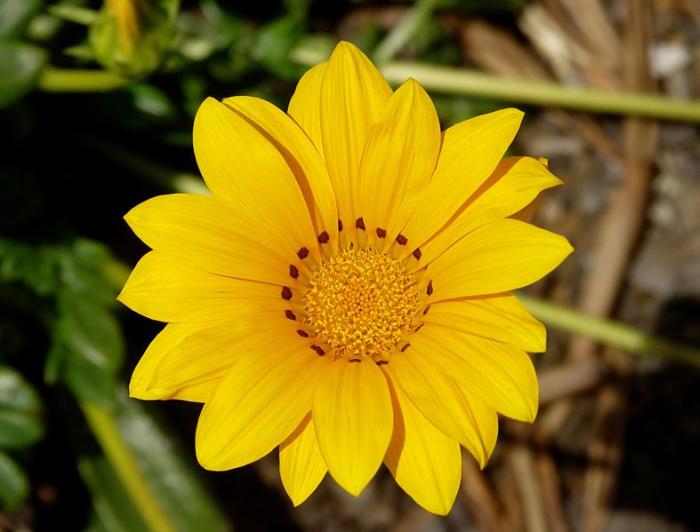 Gazania rigens (L.) Gaertn.