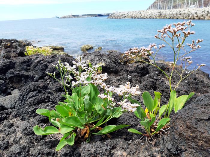 Limonium diasii Fern.Prieto, T.E.Díaz & C.Aguiar