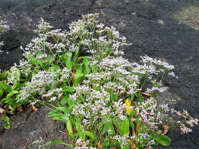 Limonium diasii Fern.Prieto, T.E.Díaz & C.Aguiar