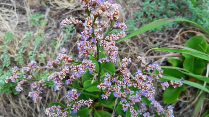 Limonium diasii Fern.Prieto, T.E.Díaz & C.Aguiar