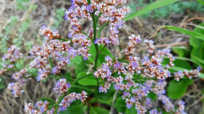 Limonium diasii Fern.Prieto, T.E.Díaz & C.Aguiar