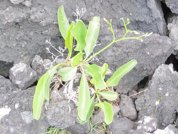 Limonium diasii Fern.Prieto, T.E.Díaz & C.Aguiar