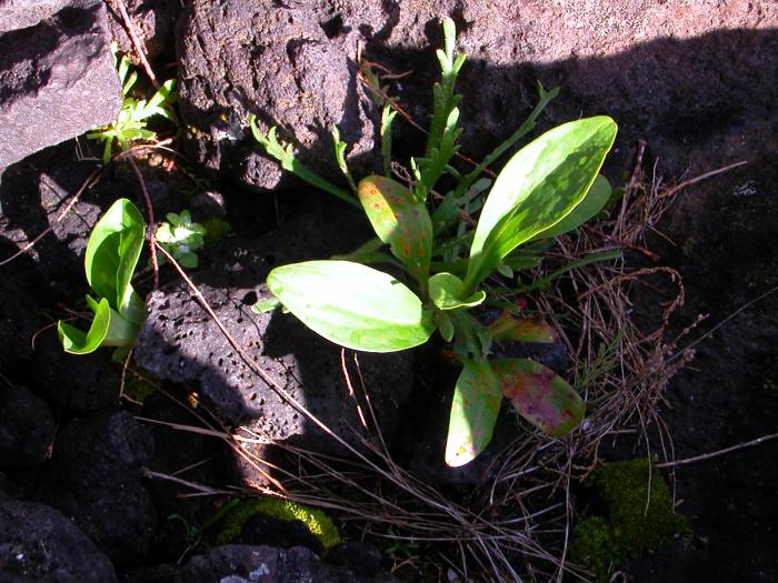 Limonium diasii Fern.Prieto, T.E.Díaz & C.Aguiar
