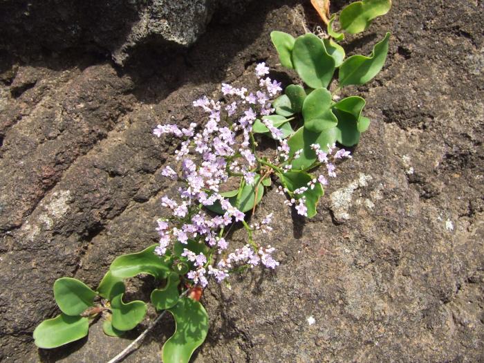 Limonium diasii Fern.Prieto, T.E.Díaz & C.Aguiar