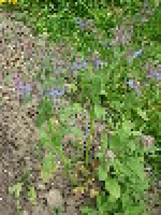 Borago officinalis L.