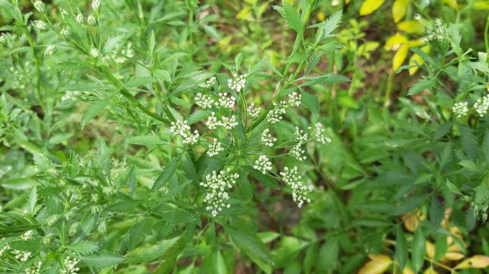 &copy; Rui Bento Elias