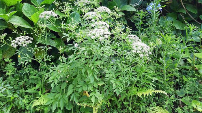 &copy; Rui Bento Elias