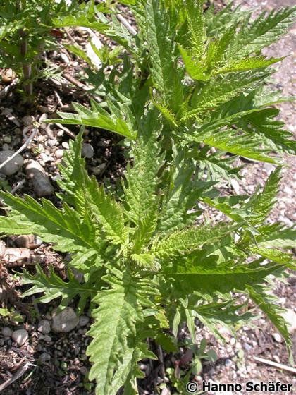 Hojas / © Hanno Schaefer