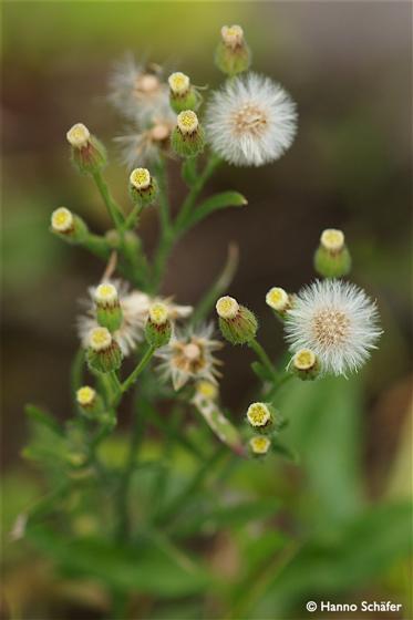 Inflorescencia / © Hanno Schaefer