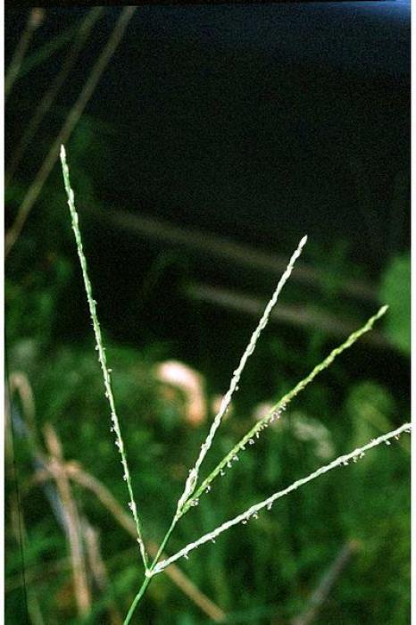 Digitaria sanguinalis (L.) Scop.