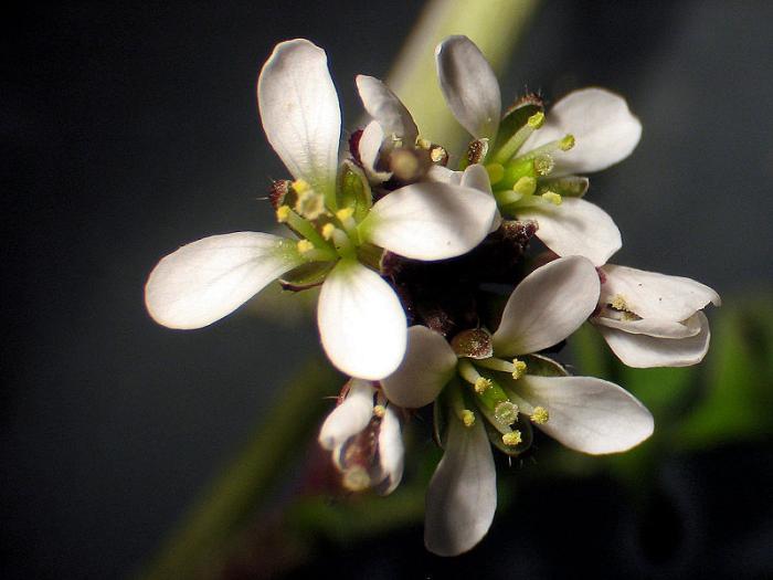 Flowers of C. hirsuta, stereomicroscope 10X / © Aelwyn