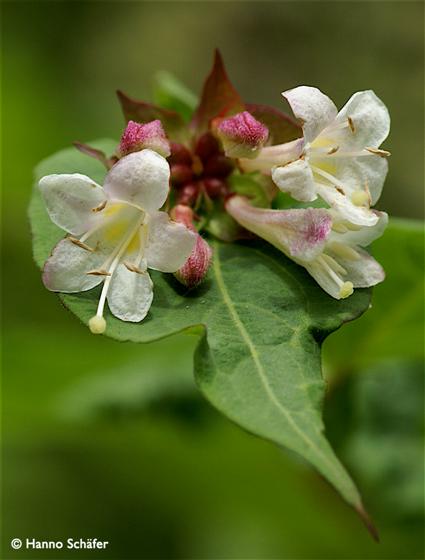 Leaves; inflorescence / © Hanno Schaefer