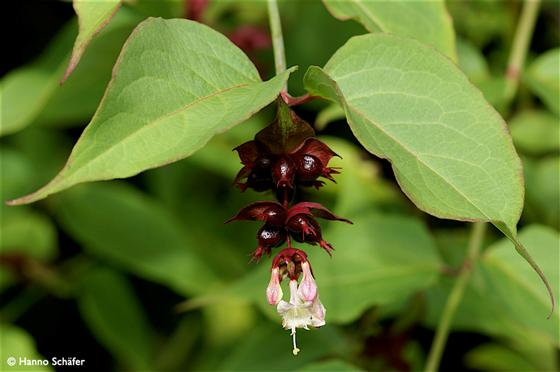 Hojas; inflorescencia / © Hanno Schaefer