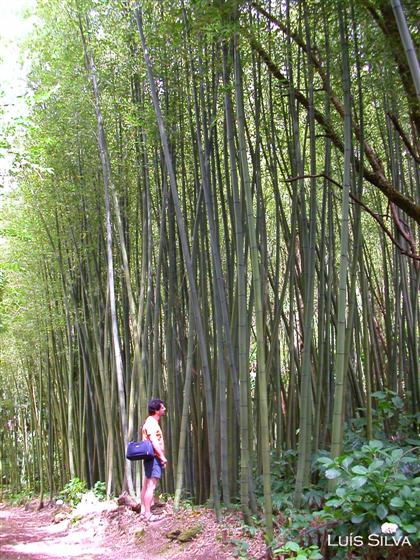 Phyllostachys reticulata K.Koch