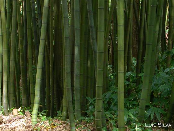 Phyllostachys reticulata K.Koch
