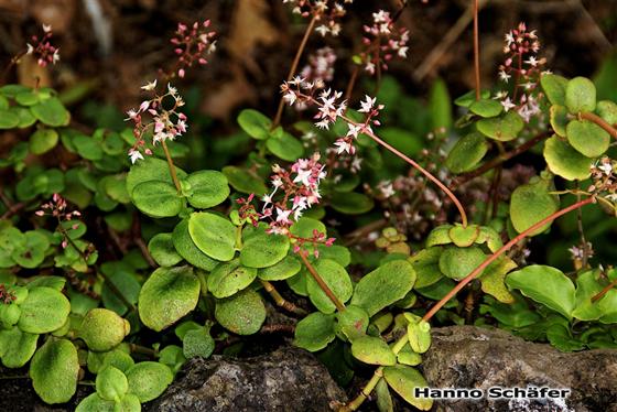 Tallo; hojas; inflorescencia / © Hanno Schaefer