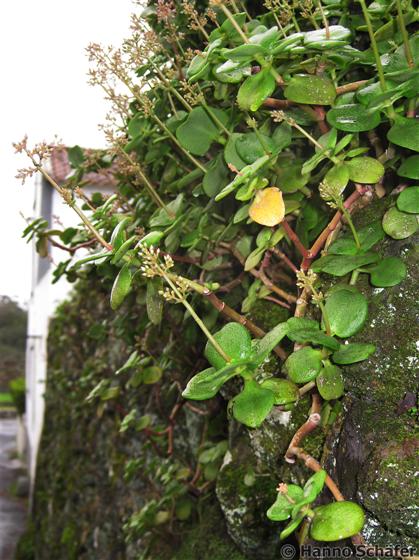 Tallo; hojas; inflorescencia / © Hanno Schaefer