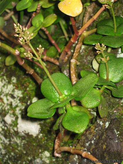 Hojas; inflorescencia / © Hanno Schaefer