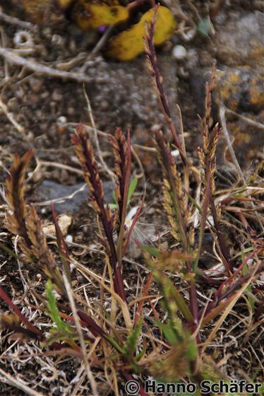 Catapodium rigidum (L.) C.E.Hubb.