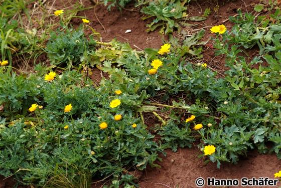 Folhas; inflorescência / &copy; Hanno Schaefer