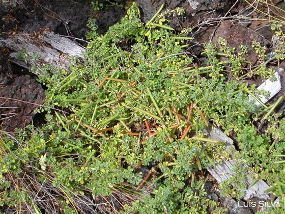 Leaves / © Luís Silva