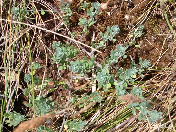 Leaves / © Luís Silva