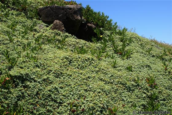 Leaves / © Hanno Schaefer