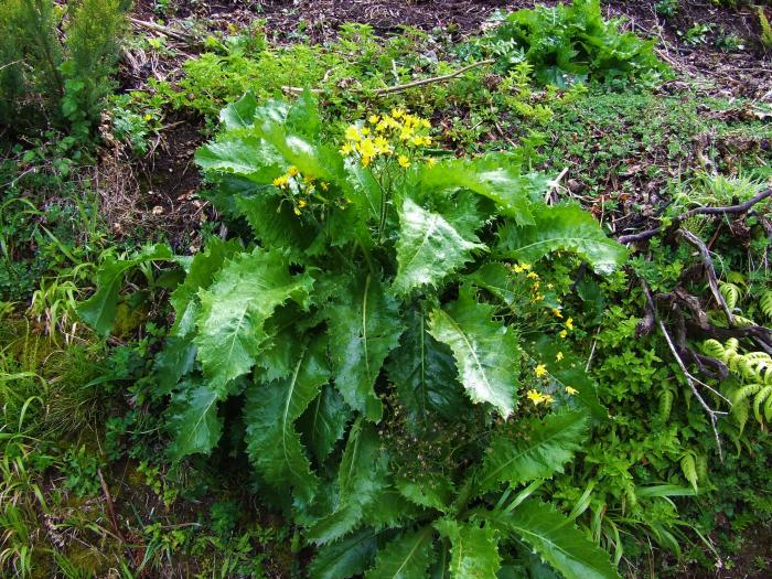 &copy; Rui Bento Elias